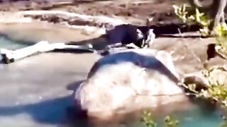 funny shots from the life of animals 8