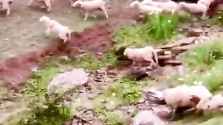 funny shots from the life of animals 9