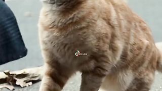 КОТКИТЕ В КИНОТО