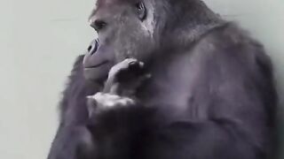 funny shots from the life of animals 10