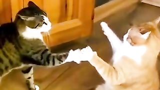 funny shots from the life of animals 11