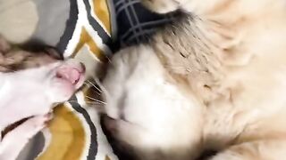 funny shots from the life of animals 12