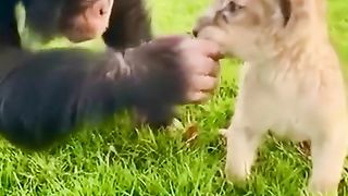 funny animal footage 9