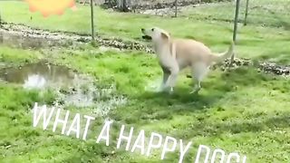 funny shots from the life of animals 13