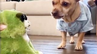 funny shots from the life of animals 14