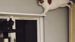 funny animal footage 11