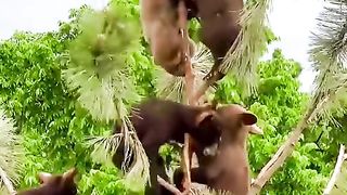 funny animal footage 12