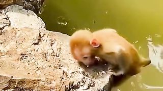 funny shots from the life of animals 17