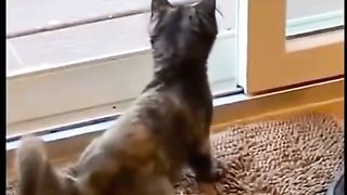 funny shots from the life of animals 16