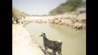 Vildlife of Balochistan