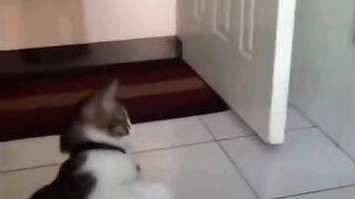 funny shots from the life of animals 18