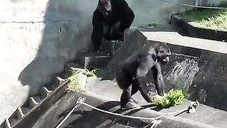 funny animal footage 13