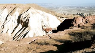 Balochistan vildlife