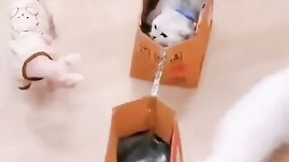 Cat funny 11