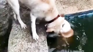 funny shots from the life of animals 20