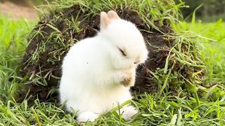 Little bunny playing happily on the grassland