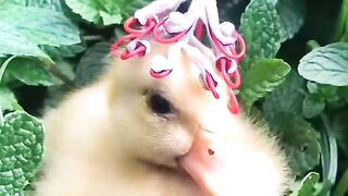 funny animal footage 15