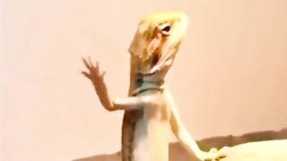 funny animal footage 16