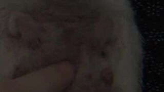 funny shots from the life of animals 23