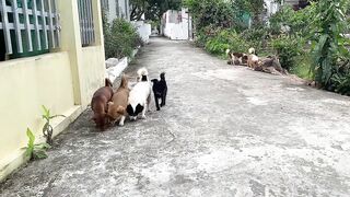 Cute Dogs Moments Compilation Part 1 - Funny Dogs Videos 2023