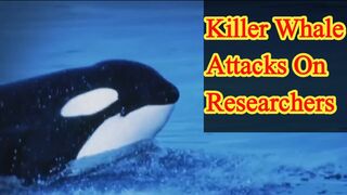 Killer whale attacks on researchers