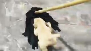 Share a variety of pets