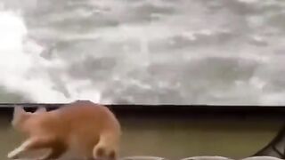 Funny funny videos cats and dogs videos amazing videos of comedy videos funny videos amazing videos