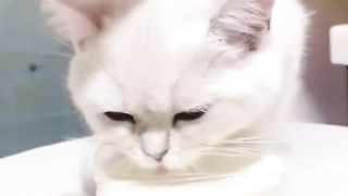 Cute little cat, warm picture
