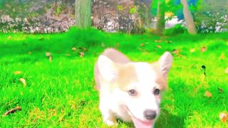 Cute Pets 3