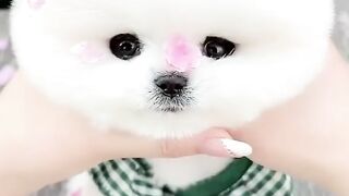 cute pets 2