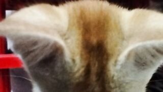 Funny cat 60