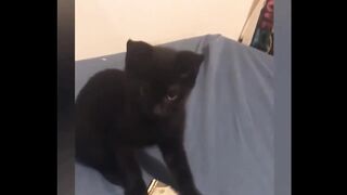 Money cat