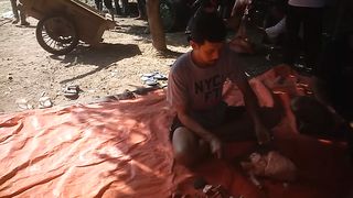 Proses pemotongan Daging Hewan Qurban