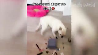 Animale haioase