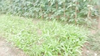See the vegetable garden