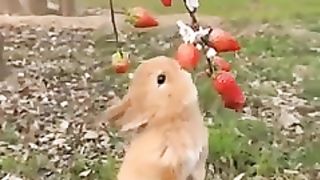 Baby rabbit eats delicious strawberry . A beautiful moment in life #1593 - #shorts.