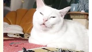 Cat: Despise Me, my stupid dog: Come on