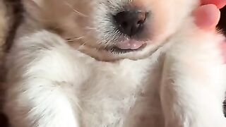 Beautiful and smart puppies . A beautiful moment#shorts. 3