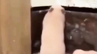 Cute dog funny video 2