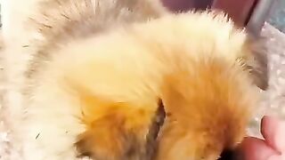 Beautiful and smart puppies . A beautiful moment#shorts. 2