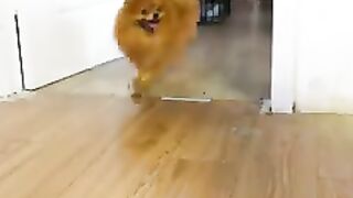 Dog revenge on his owner