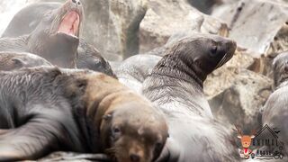 Exciting animal moments tiger, elephant, monkey, sheep, goat - Animal sounds Animal House