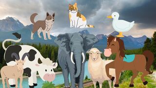 Zoo Animals Elephant, Sheep, Goat, Panda, Tiger, Sea Lion, Sheep, Cow, Owl, Dog, Gibbon, Horse, Wolf - Animal House