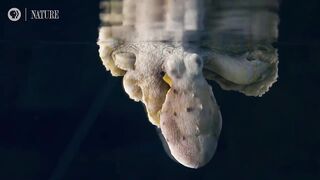 Как осьминог меняет цвет во сне: завораживающее видео.