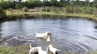 Отец лабрадора учит щенков плавать ВОСХИТИТЕЛЬНО!!