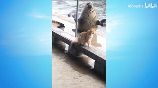 【милые животные】Награда за замешательство