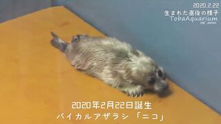 《Тоба Аквариум》 Байкальский тюлень Нико Специальное видео