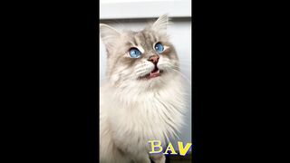 ???? Очаровашки кушают вкусняшки! Самые прикольные видео о котиках и собачках!!!