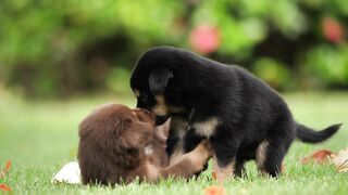 Cute Puppies Video Cute Dog videos cute animal