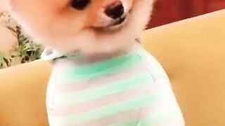 Cute dog Cute Puppy❤️ - funny dog